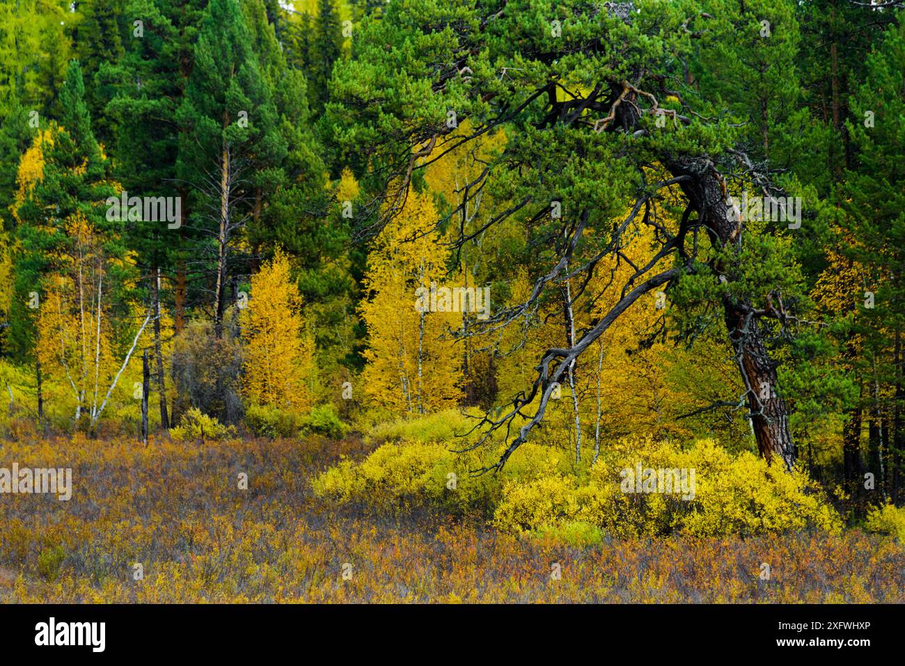 Trees in the upper reaches of the Lena River, Baikalo-Lensky Reserve, Siberia, Russia, September 2017 Stock Photo