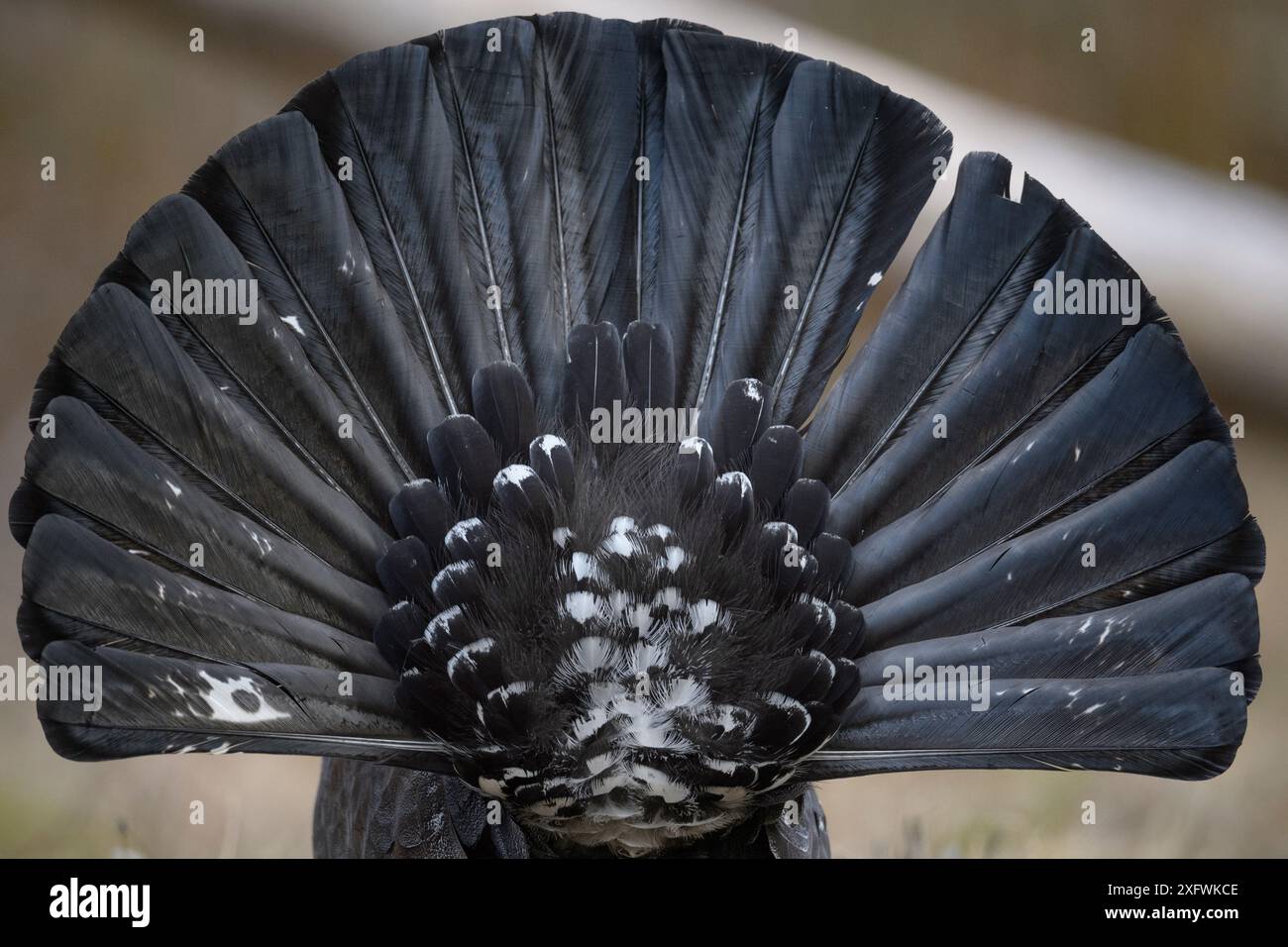 Western capercaillie (Tetrao urogallus) Tver, Russia. May Stock Photo ...