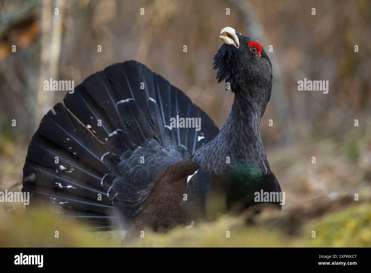 Western capercaillie (Tetrao urogallus) Tver, Russia. May Stock Photo ...