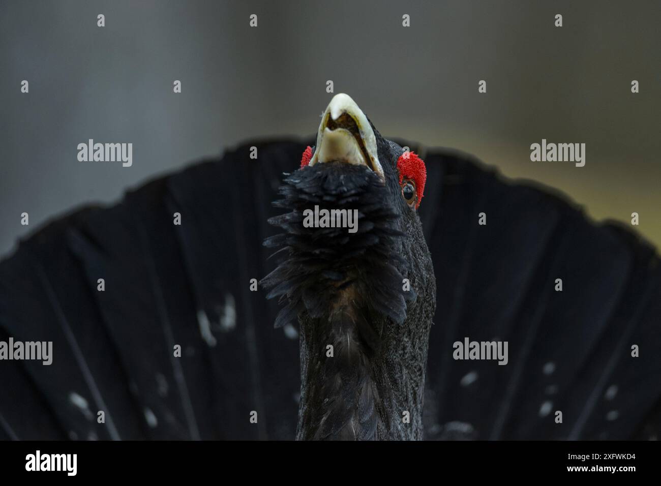 Western capercaillie (Tetrao urogallus) Tver, Russia. May Stock Photo ...
