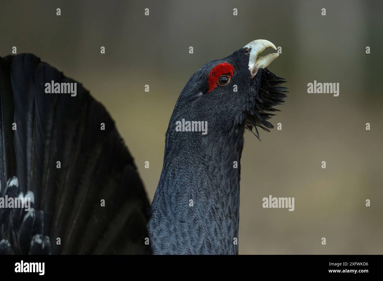 Western capercaillie (Tetrao urogallus) Tver, Russia. May Stock Photo ...