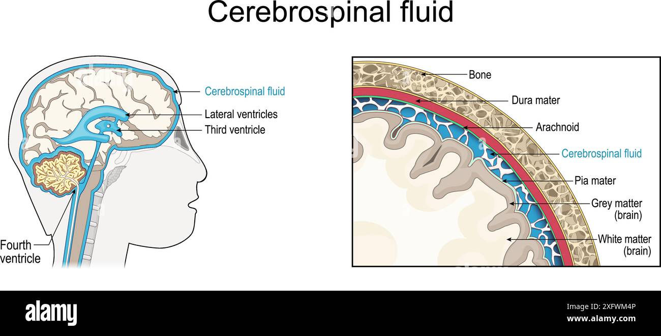 Cerebrospinal fluid. Cross section of a human brain with Ventricular system. Close-up of  the meninges. CSF and Membranes that envelop the brain Stock Vector