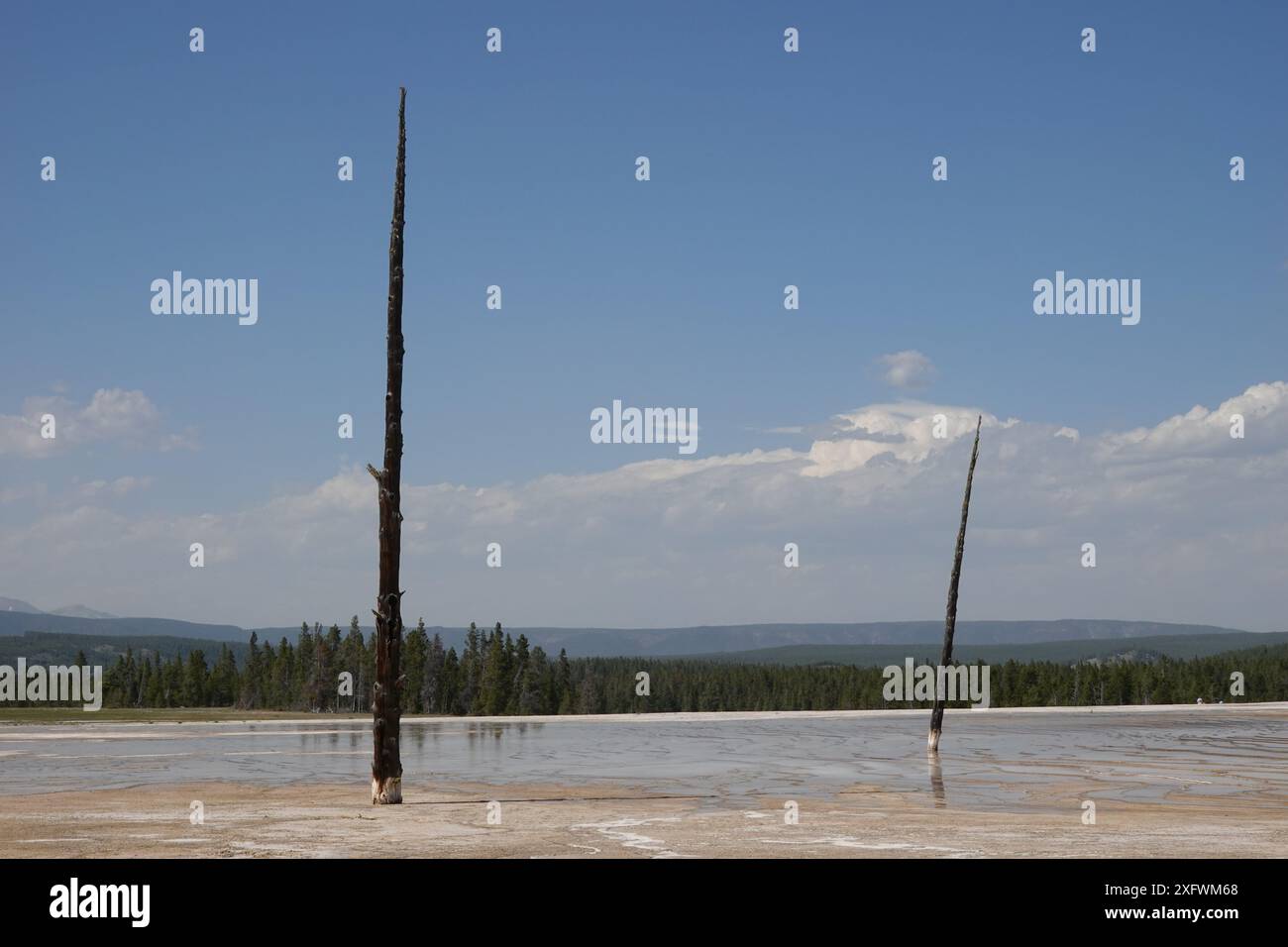 Dead Trees at Grand Prismatic Spring Stock Photo