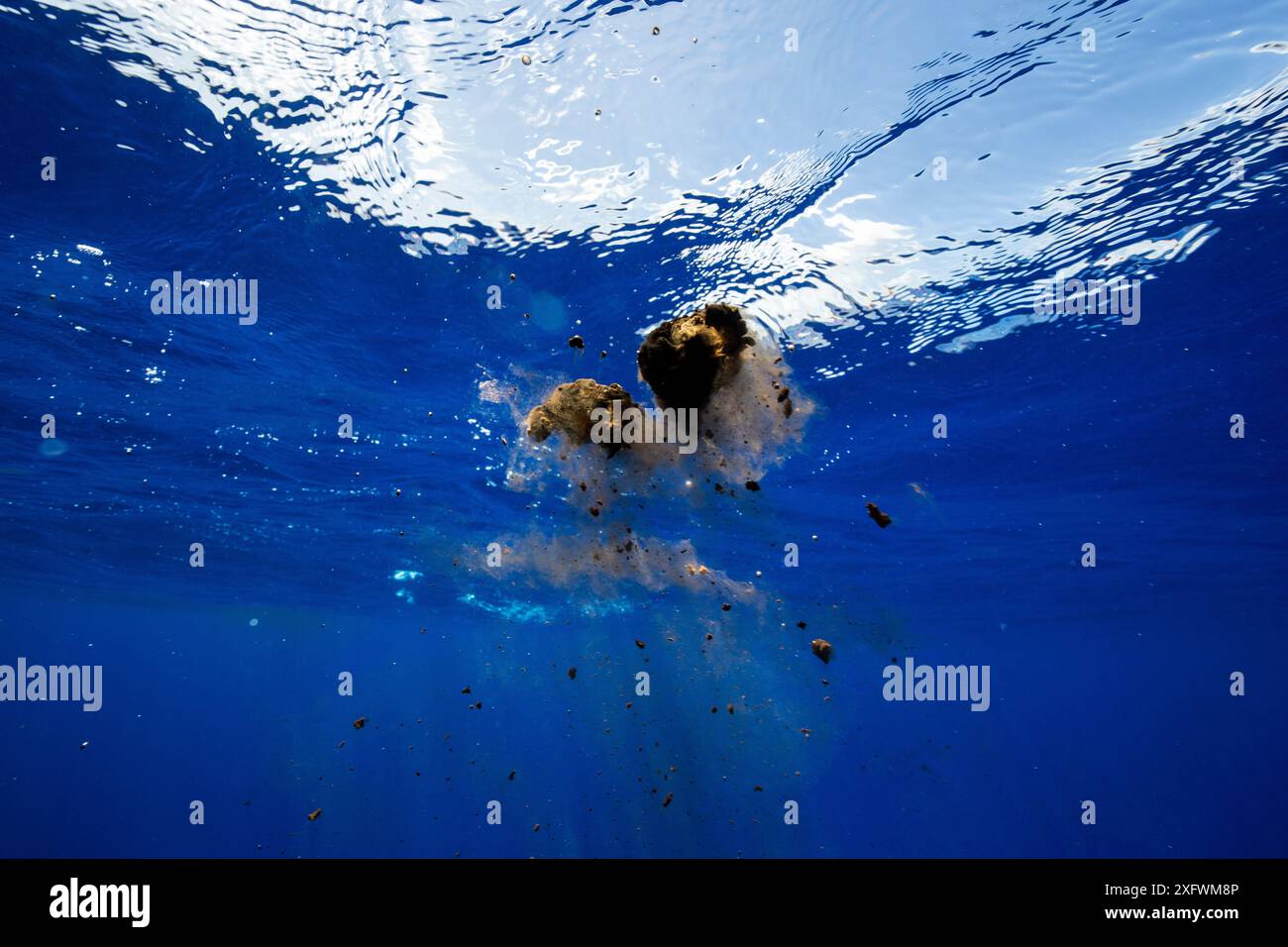 Sperm whale (Physeter macrocephalus) faeces, Mauritius, Indian Ocean. Stock Photo