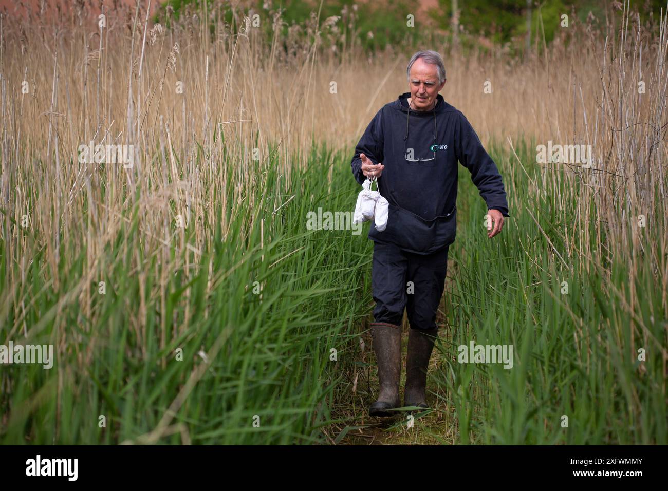 Bird Ringer Bird ringer returning with captured birds, East Devon, England, UK, May ...