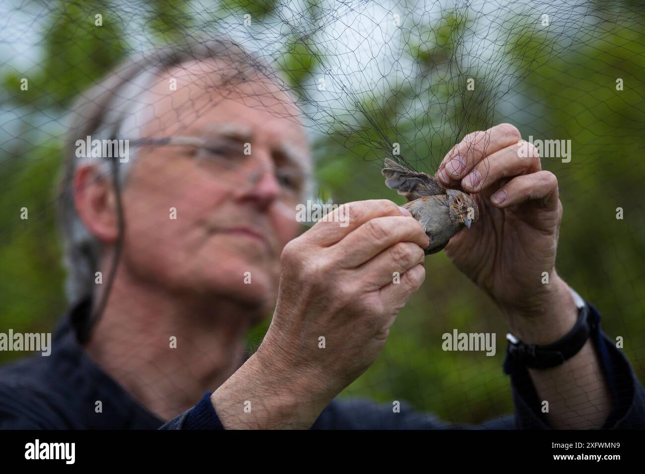 Bird ringer removing Dunnock (Prunella modularis) from mist nets in ...