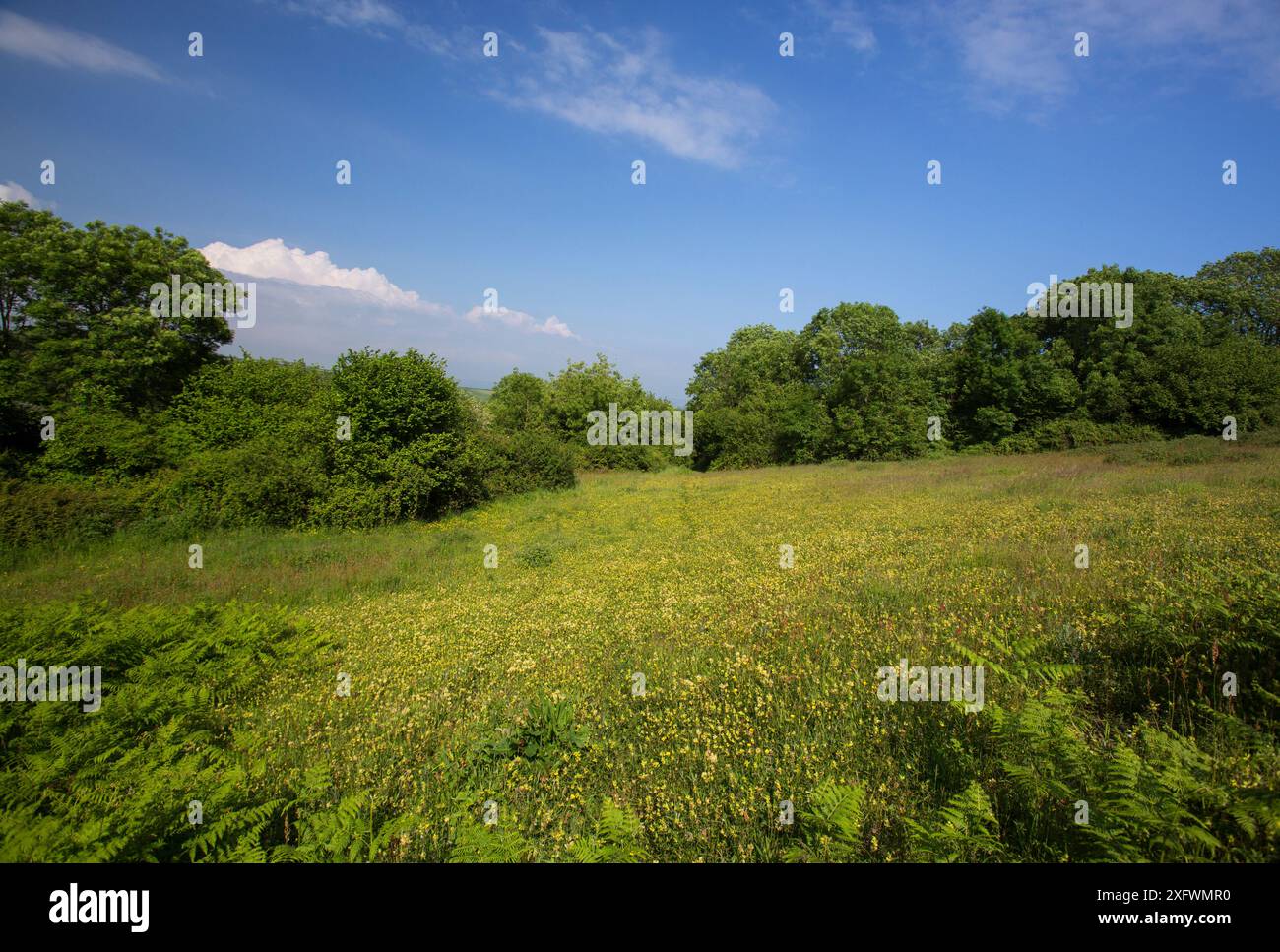 Species-rich calcareous grassland. This habitat represents one of ...