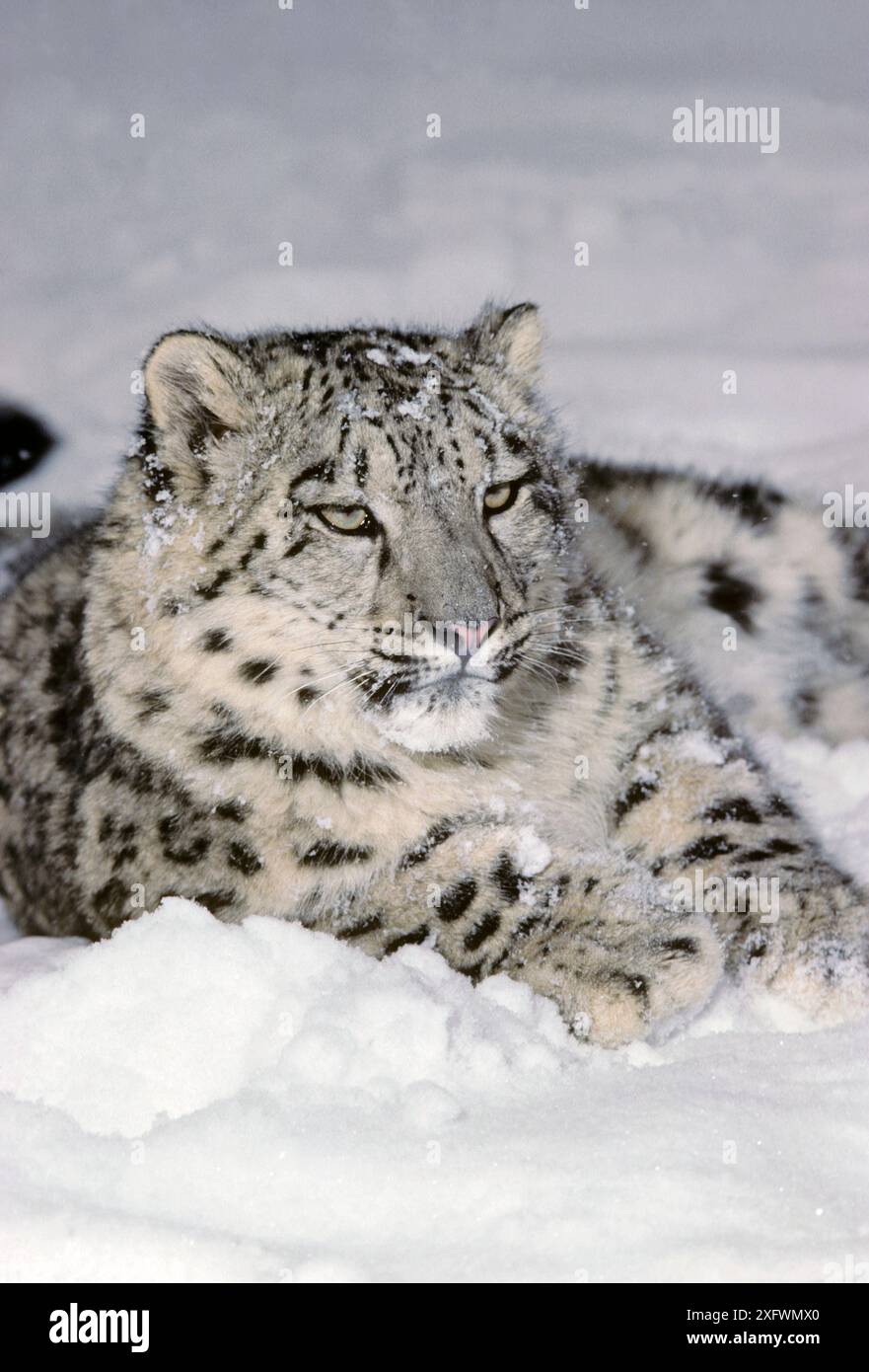 Snow leopard (Uncia uncia) cub, captive. Stock Photo