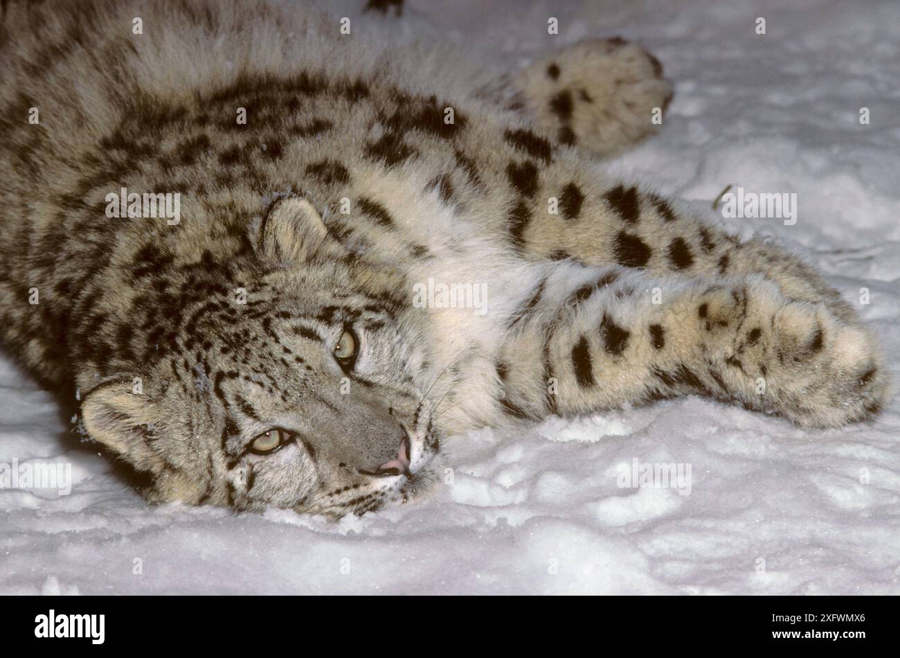 Snow leopard (Uncia uncia) cub, captive. Stock Photo