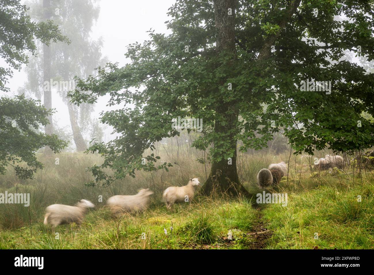 Flock of sheep grazing near tree at meadow Stock Photo - Alamy