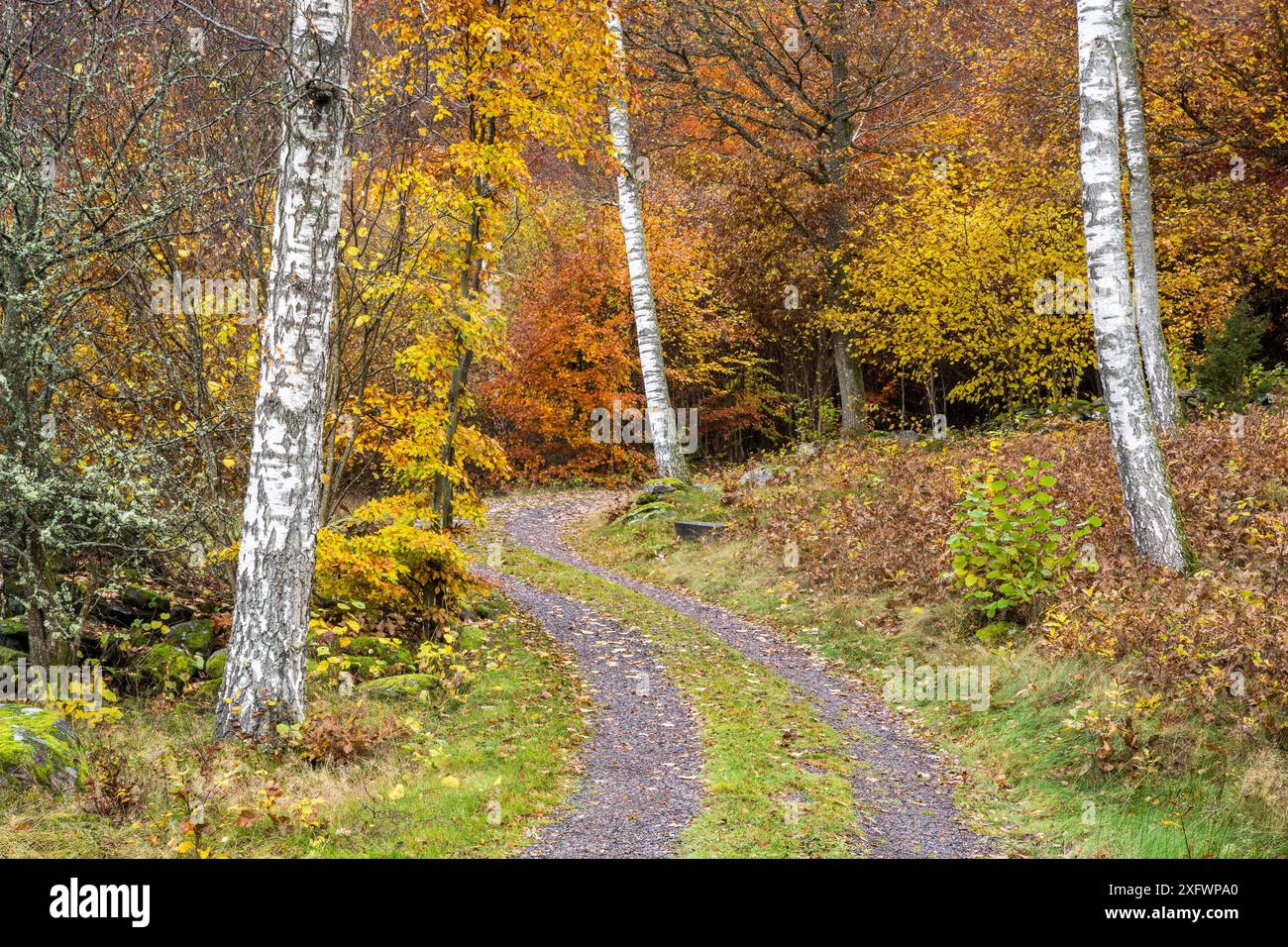Woodland pathway leading to the light hi-res stock photography and ...