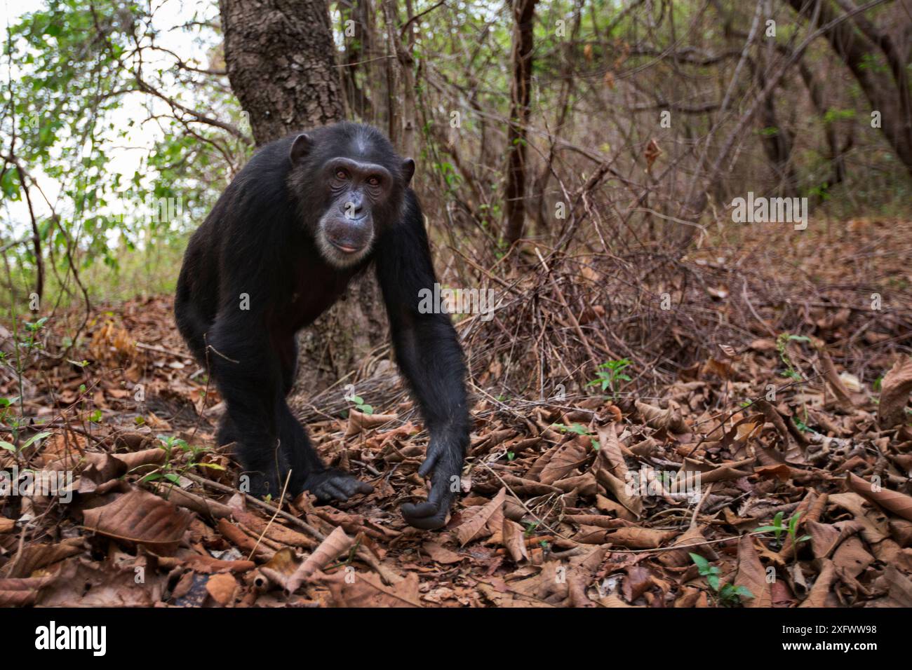 Tanga animal hi res stock photography and images Alamy