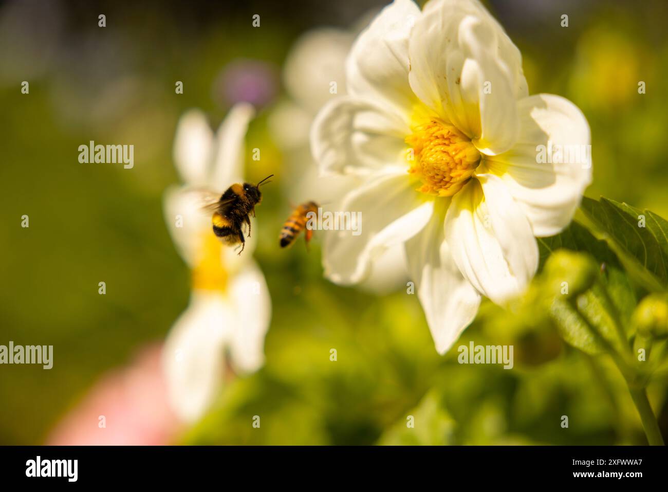 Vegetable flowers bees hi-res stock photography and images - Alamy