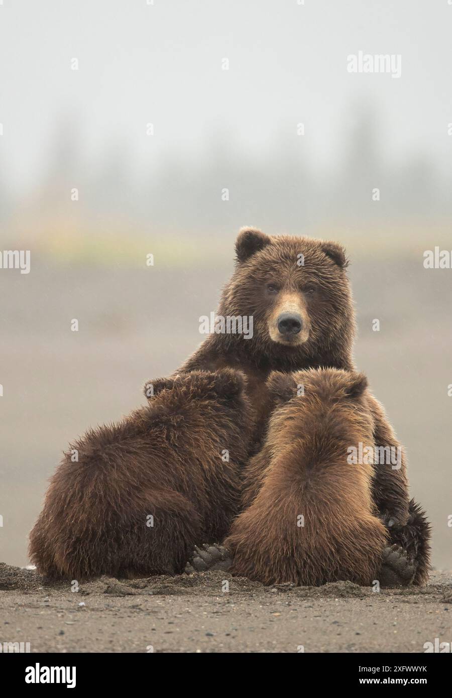 Grizzly bear Ursus arctos nursing - Grizzly Bear Ursus Arctos Nursing Her Cubs Lake Clarke National Park Alaska September 2XFWWYK 