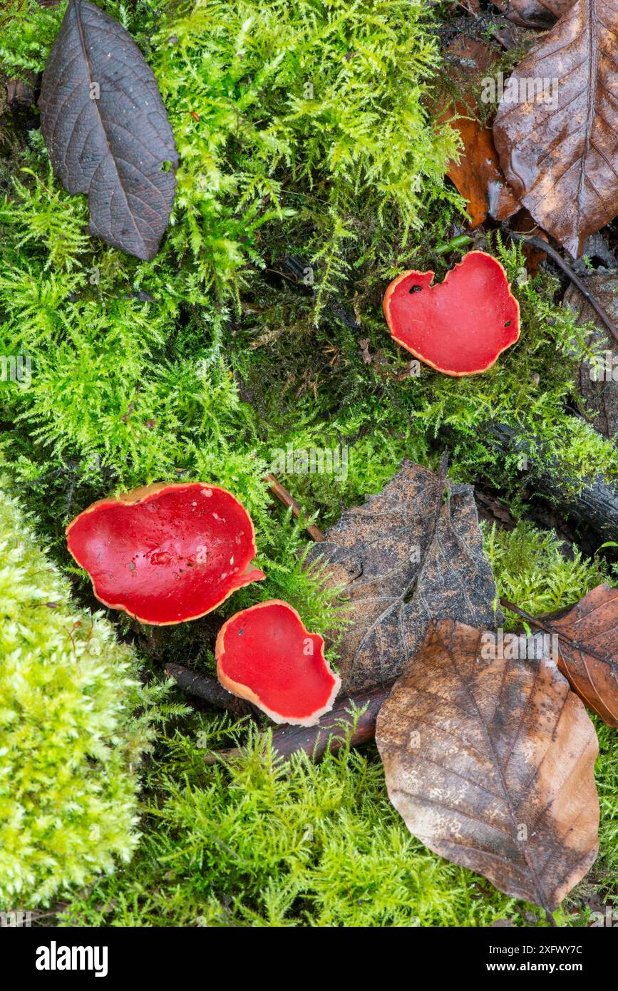 Scarlet elf cup fungi (Sarcoscypha austriaca). Surrey, England, UK. April. Stock Photo