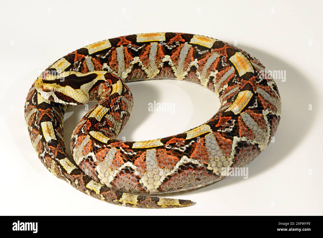 Natural hybrid between West African Gaboon viper (Bitis gabonica ...