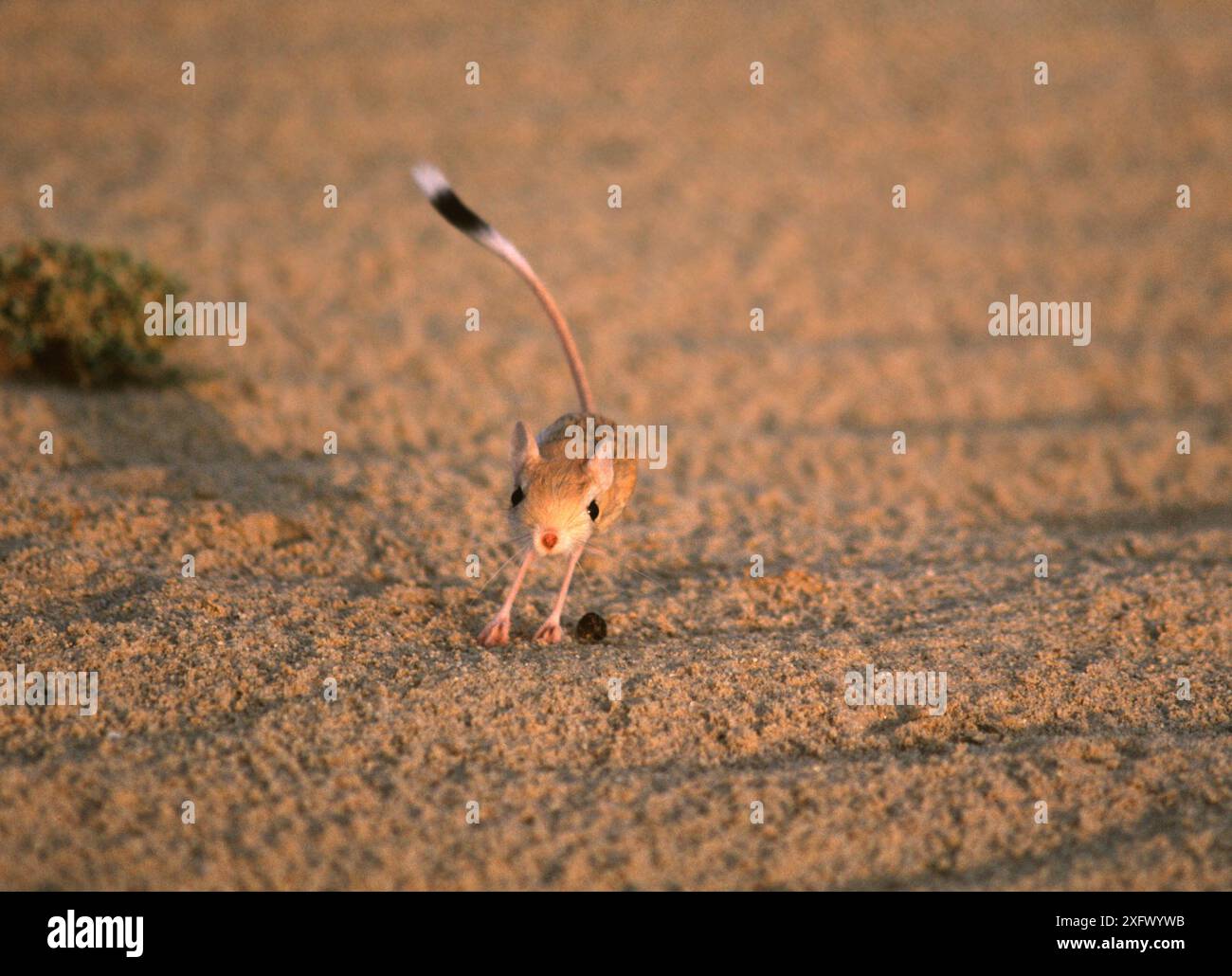 Desert jerboa (Jaculus jaculus) jumping across sand, Sahara. Stock Photo