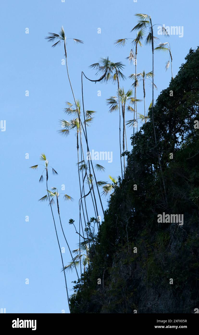Silver Thatch Rope Hispaniola silver thatch palms (Coccothrinax gracilis) growing out of ...