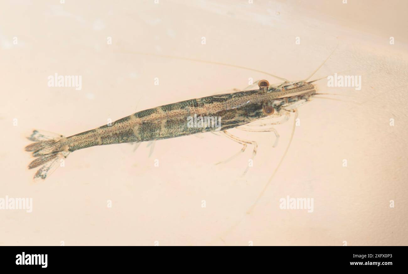 Freshwater Shrimp (Atyaephyra desmaresti), Camargue, France. October