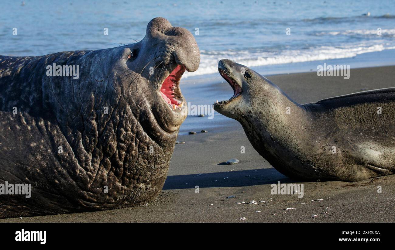 Leopard seal (Hydrurga leptonyx) and Southern elephant seal (Mirounga ...