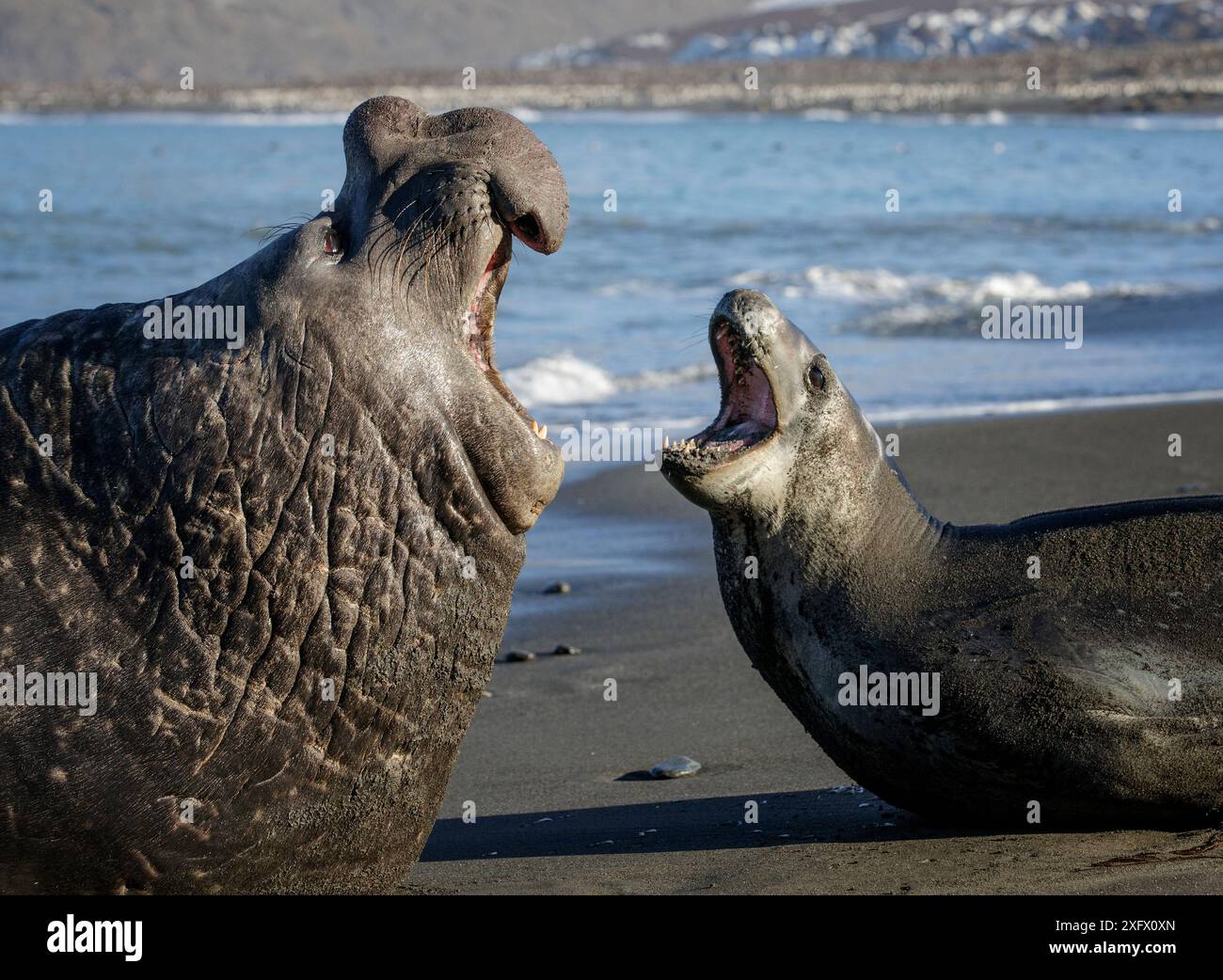 Leopard seal (Hydrurga leptonyx) and Southern elephant seal (Mirounga ...