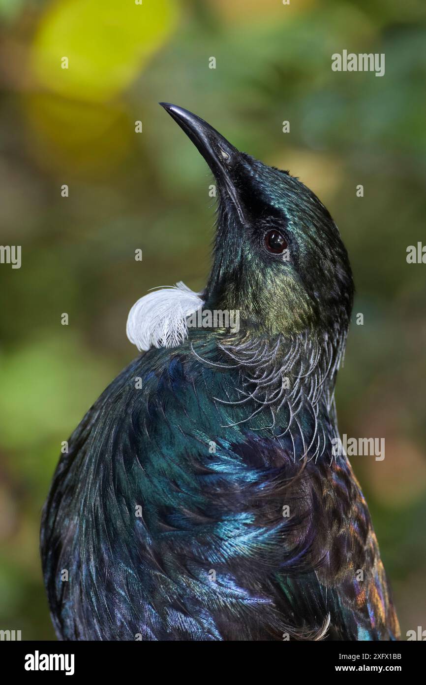 Round Ply Wall Art | South Island Tui