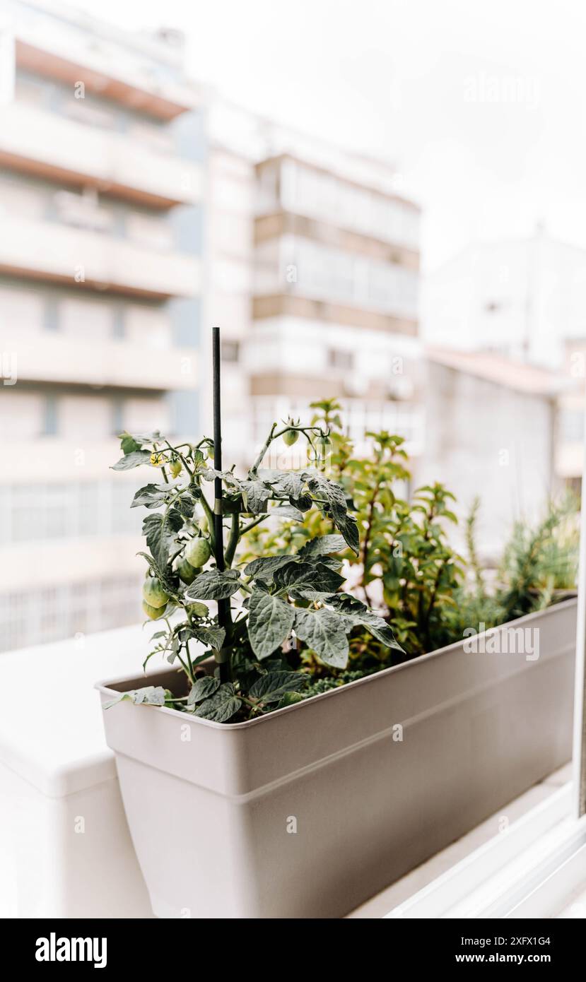 Tomato plant with green cherry tomatoes in a decorative flower pot and other plants in a pot on the windowsill outside. City garden concept Stock Photo