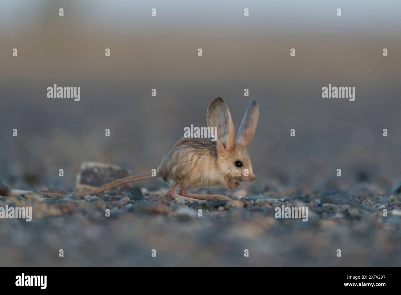 Jerboas hi-res stock photography and images - Alamy