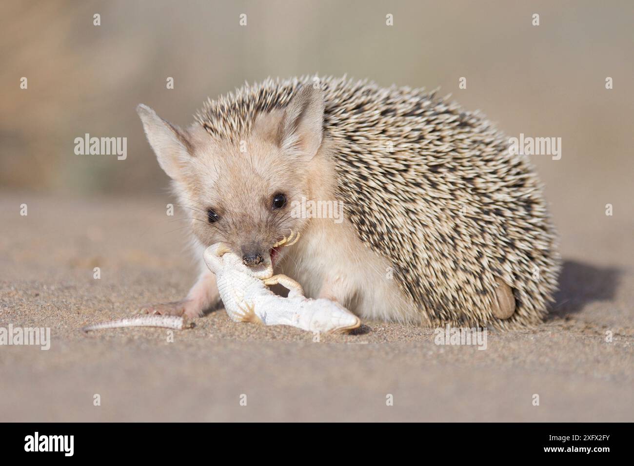 Long-eared hedgehog (Hemiechinus auritus) feeding on lizard prey, Gobi ...