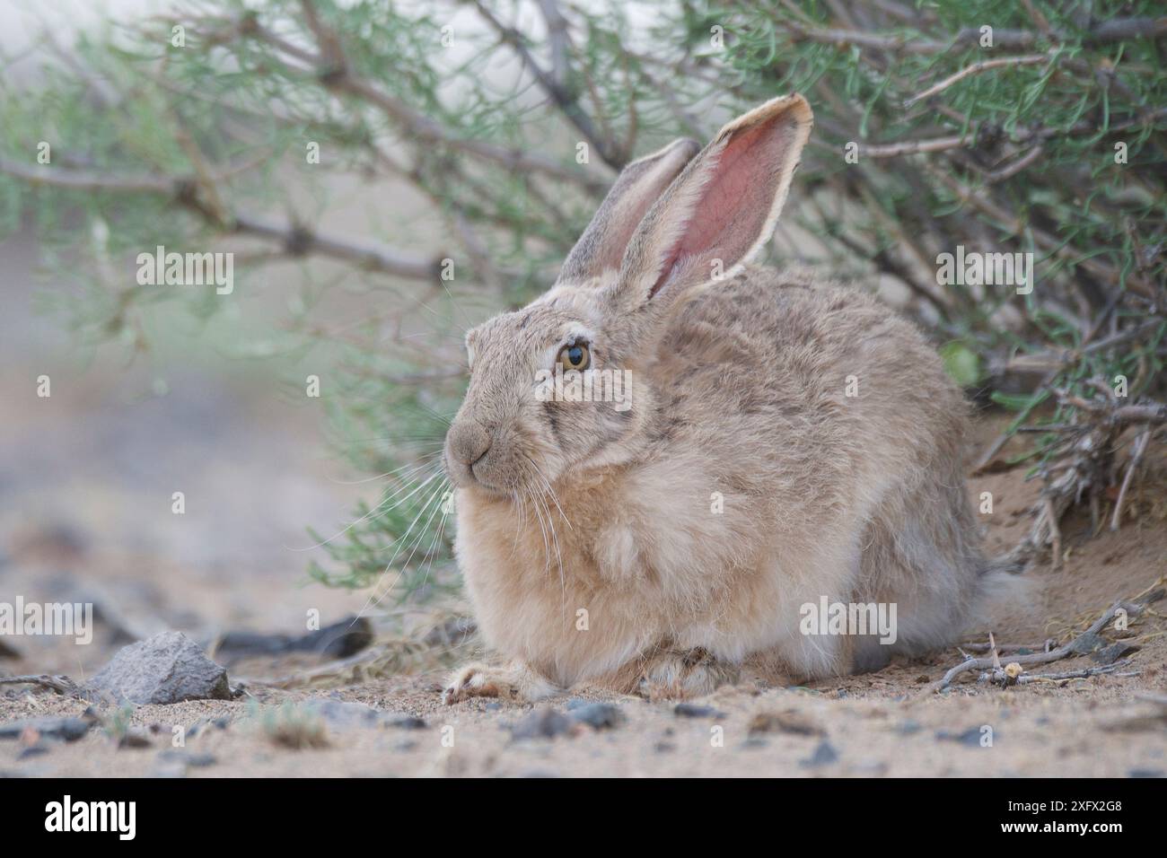 Tolai hare (Lepus tolai) Gobi Desert, Mongolia. June Stock Photo - Alamy