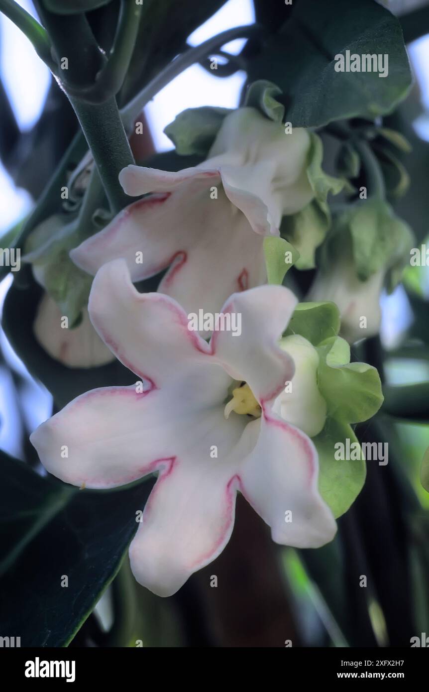 Bladderflower (Araujia sericifera), Apocynaceae. Creeping vine ...