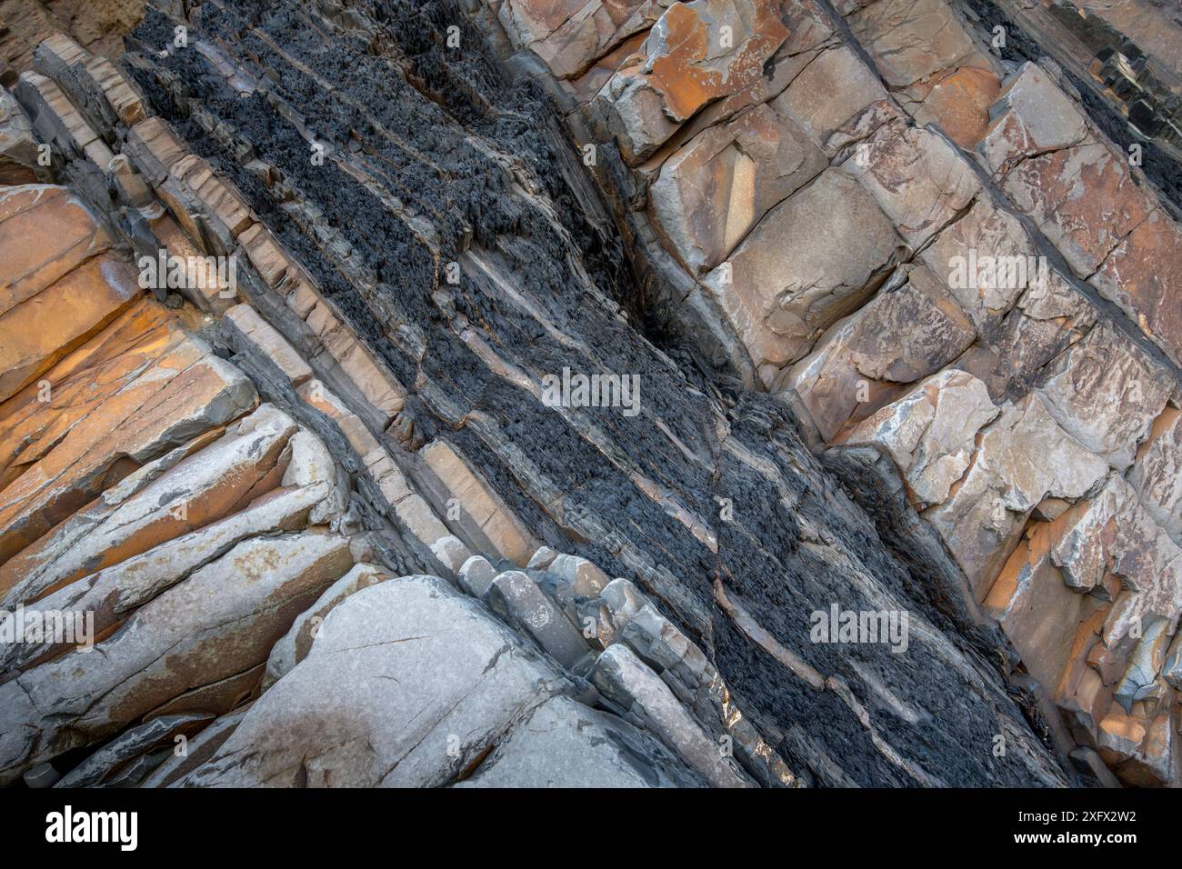 Small extension (normal) faults within a layer of shale between two layers of more competent sandstone. Carboniferous, turbidites, Bude, Cornwall, UK, May. Stock Photo