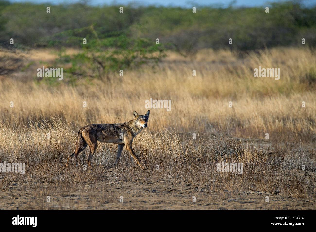 Wolves In India Indian wolf (Canis lupus pallipes) in habitat, Gujarat, India Stock ...