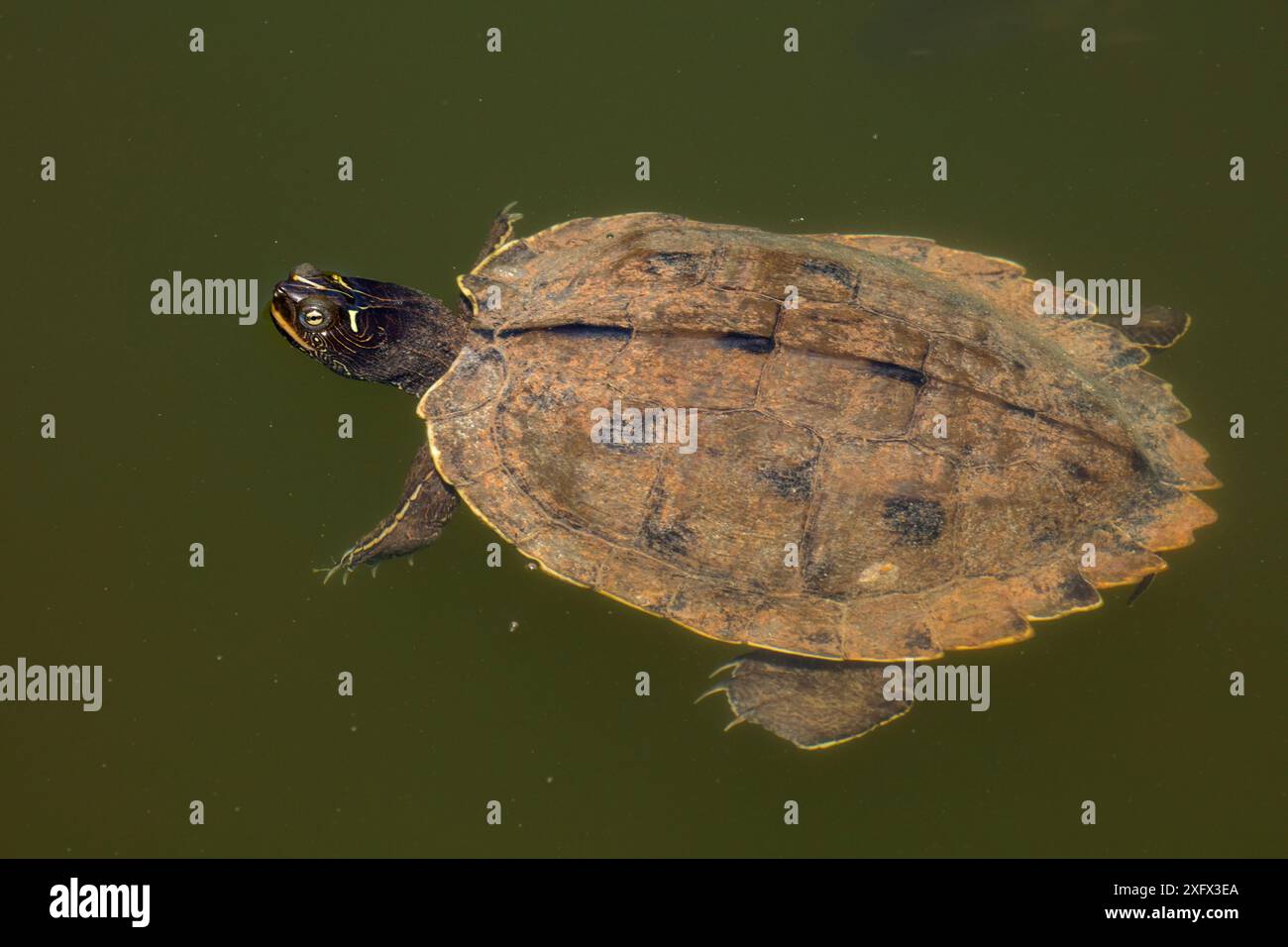 Northern map turtle (Graptemys geographica), Maryland, USA, May Stock ...
