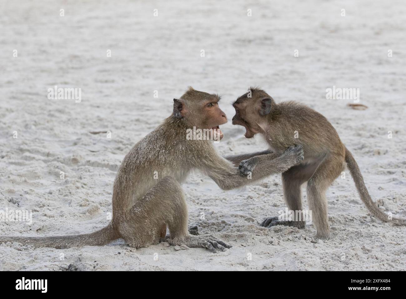 Long-tailed macaques (Macaca fascicularis) playing on the beach ...