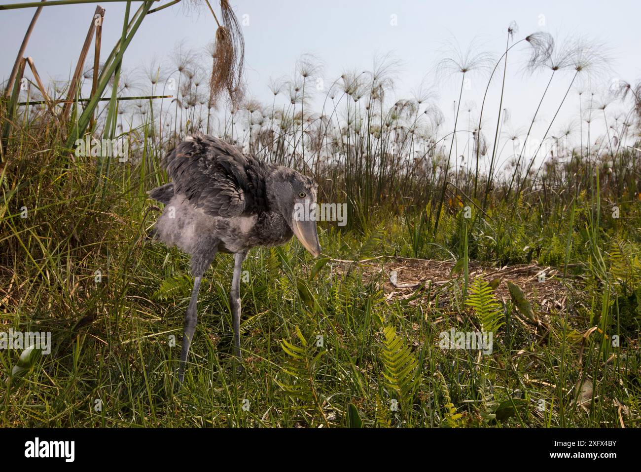 Shoebill (Balaeniceps rex) chick, age two months at the nest. Bengweulu Swamp, Zambia Stock Photo