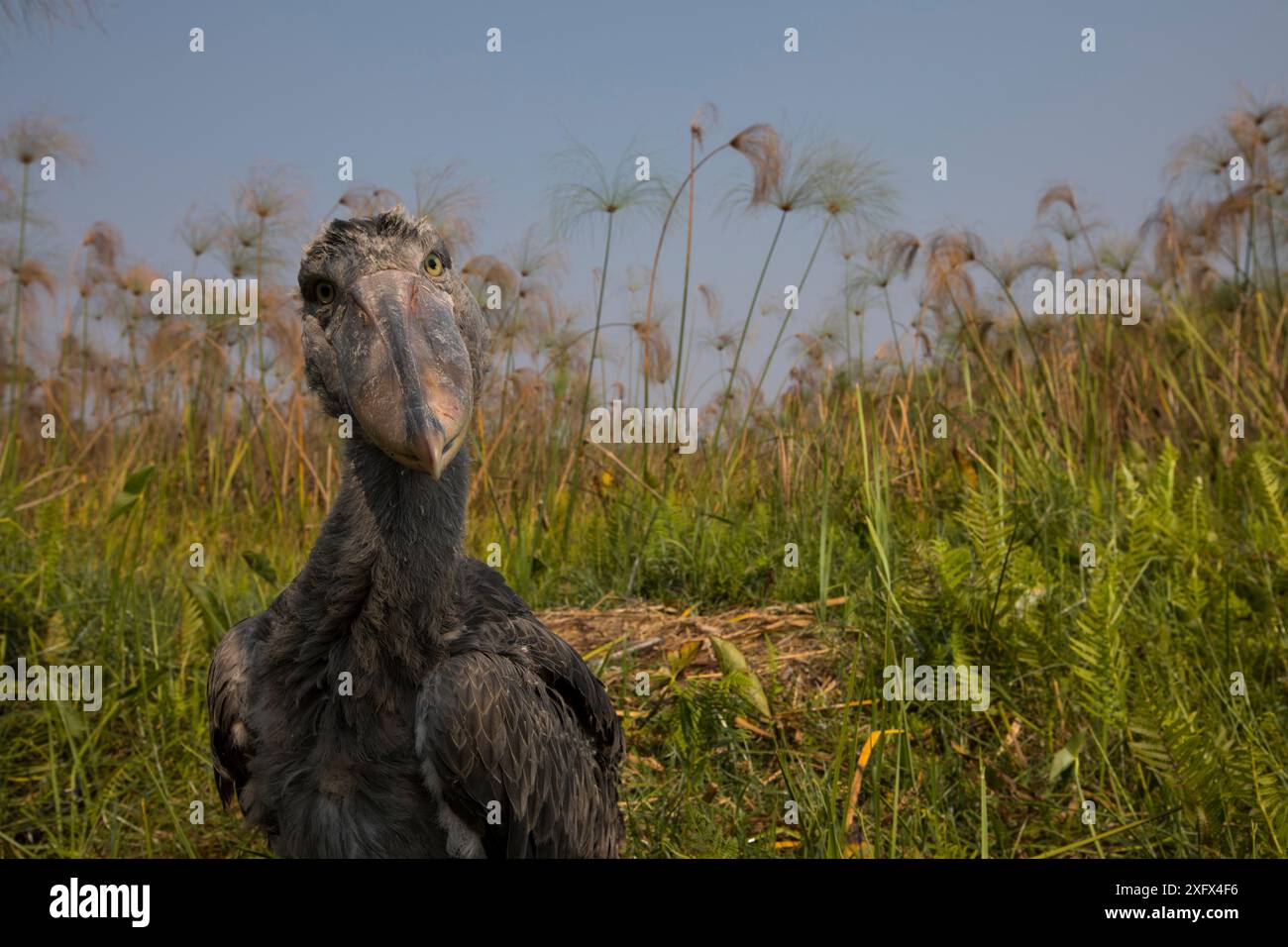 Shoebill chick on nest hi-res stock photography and images - Alamy