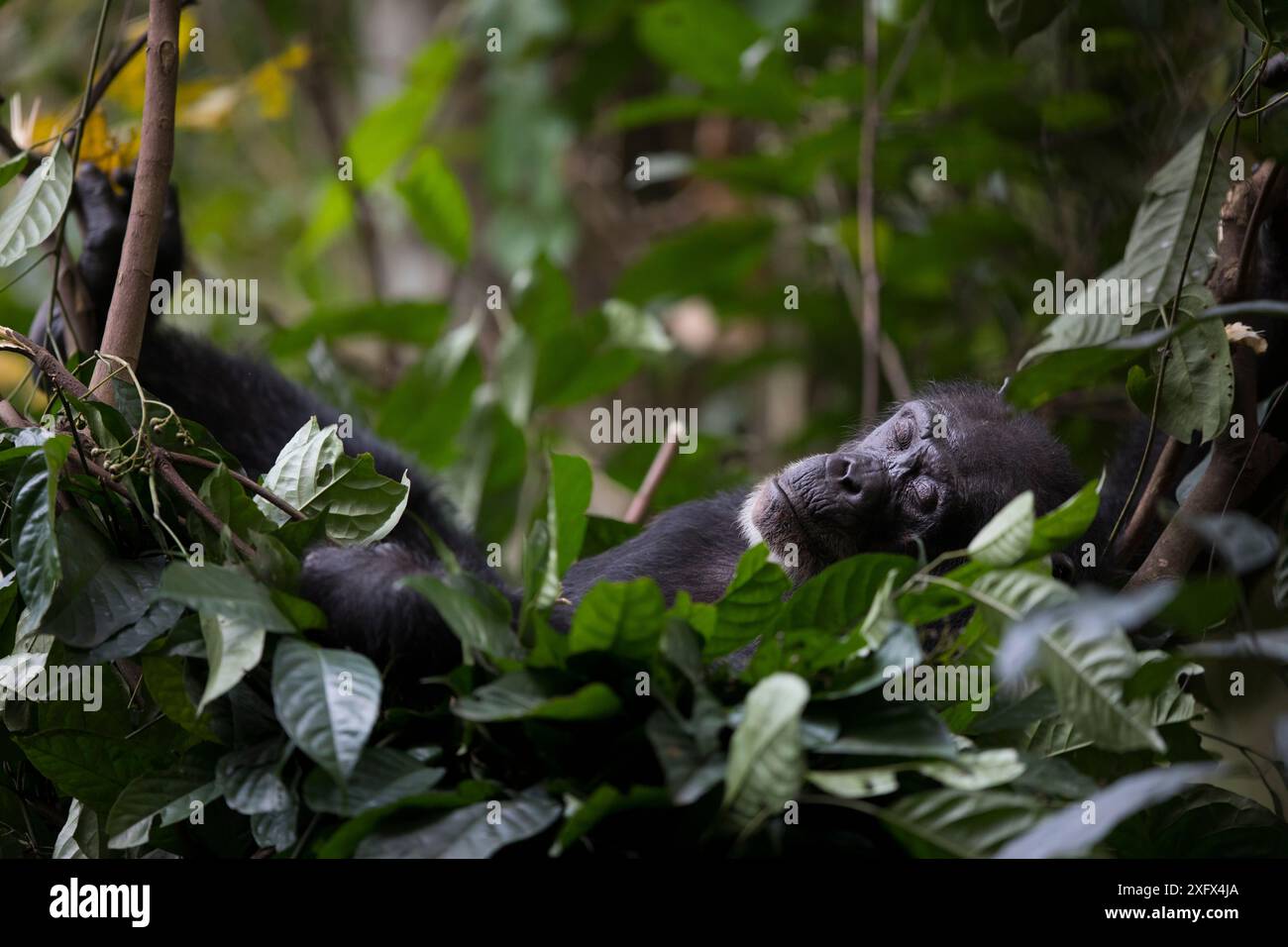 Chimpanzee nest hi-res stock photography and images - Alamy