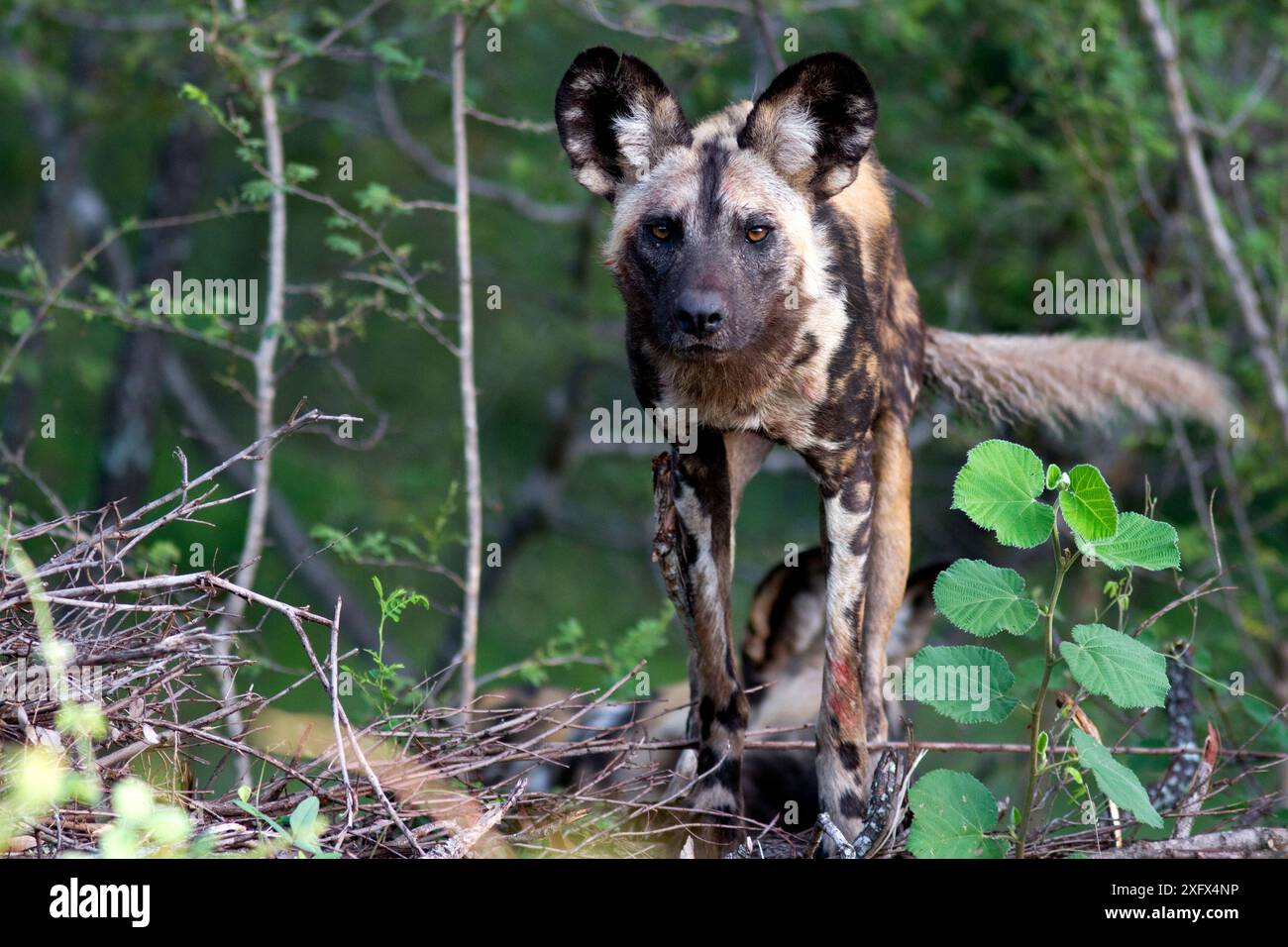 African wild dog (Lycaon pictus) staring intensely at the camera.  Malilangwe Wildlife Reserve, Zimbabwe. Stock Photo