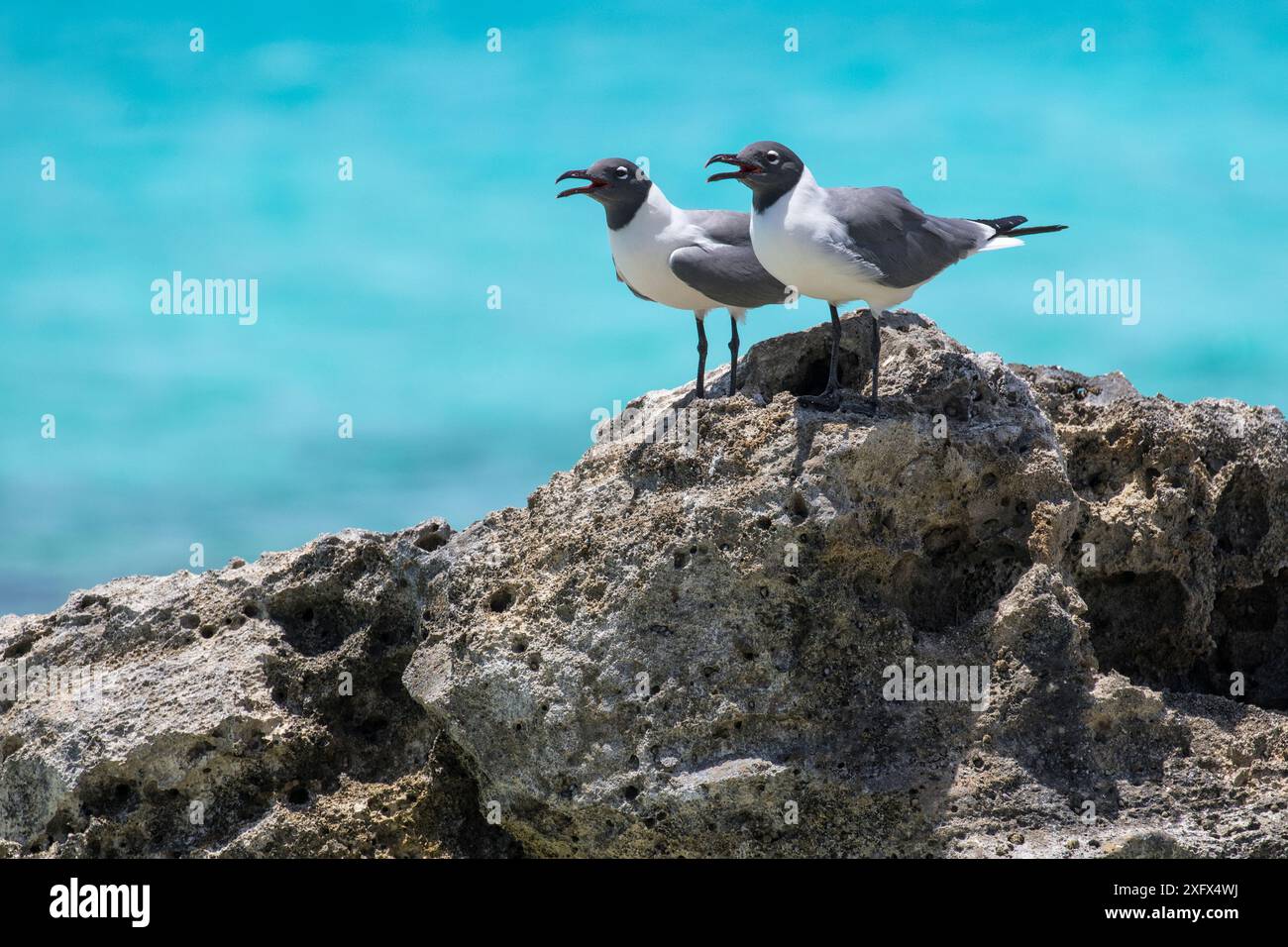 Laughing gulls (Leucophaeus atricilla) on the coast, Cat Island, Bahamas. Stock Photo