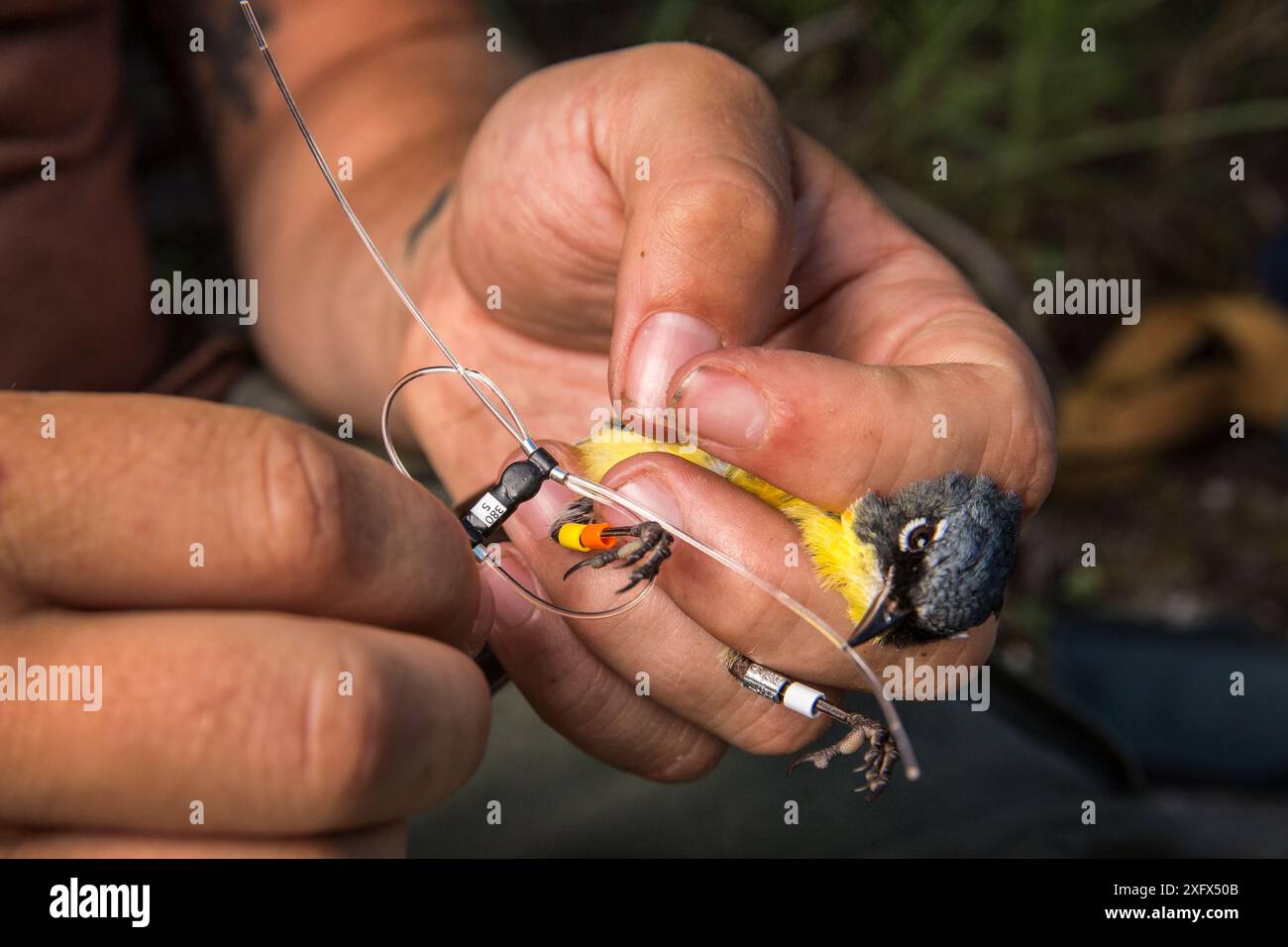 Scientist Nathan Cooper puts a nano-tag on a Kirtland&#39;s warbler (Setophaga kirtlandii) Cat Island, Bahamas. April 2017. Stock Photo