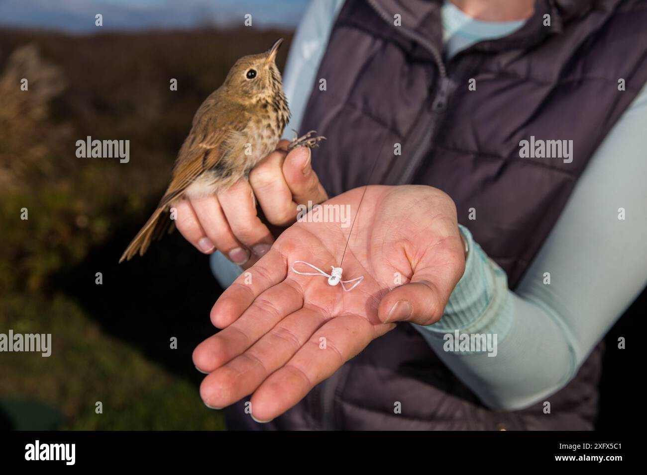 Biologist harnessing a Hermit thrush (Catharus guttatus) with nano
