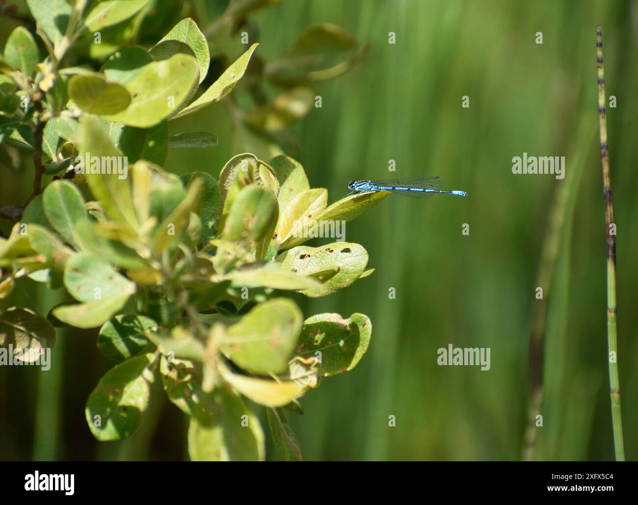 Azure damselfly resting on a leaf - Cornwall, UK Stock Photo - Alamy