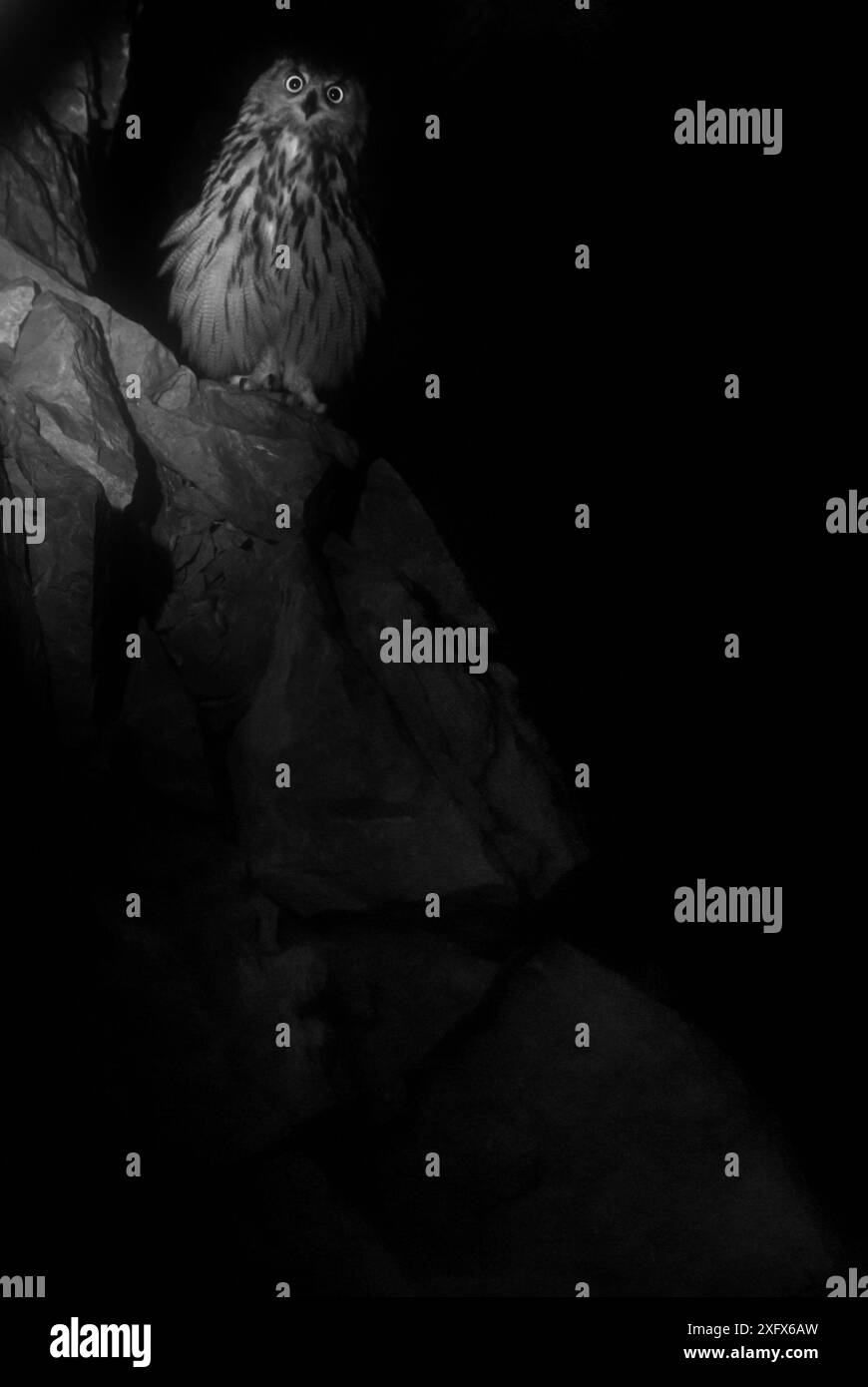 Eurasian eagle owl (Bubo bubo) on rock at night, Hautes Pyrenees