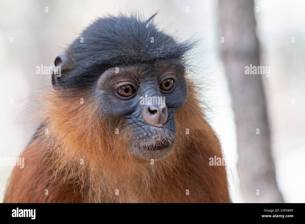 Temminck&#39;s western red colobus (Piliocolobus temminckii) portrait, Gambia. Stock Photo