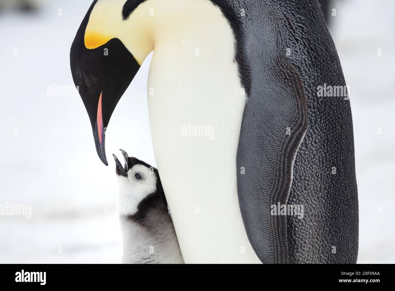 Emperor Penguin Feeding Chick Hi res Stock Photography And Images Alamy emperor-penguin-feeding-chick-hi-res-stock-photography-and-images-alamy