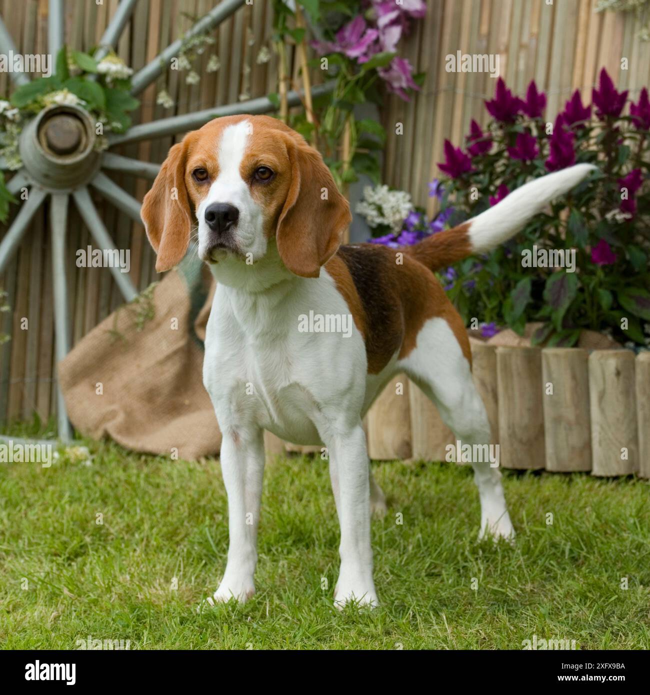 Adult Beagles, image size:1300x1390