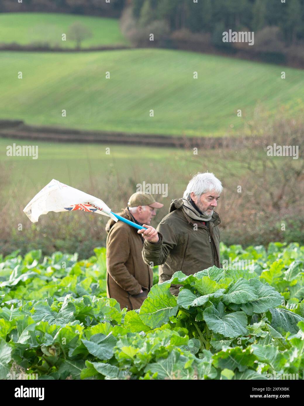 beaters on a pheasant shoot in cover crop Stock Photo
