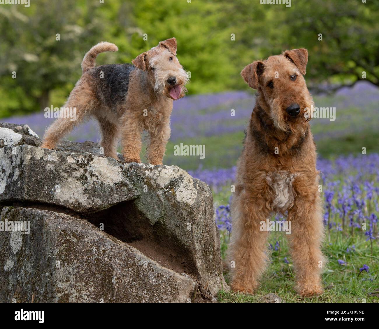 Big Hypoallergenic Dog Breeds, image size:1300x1130