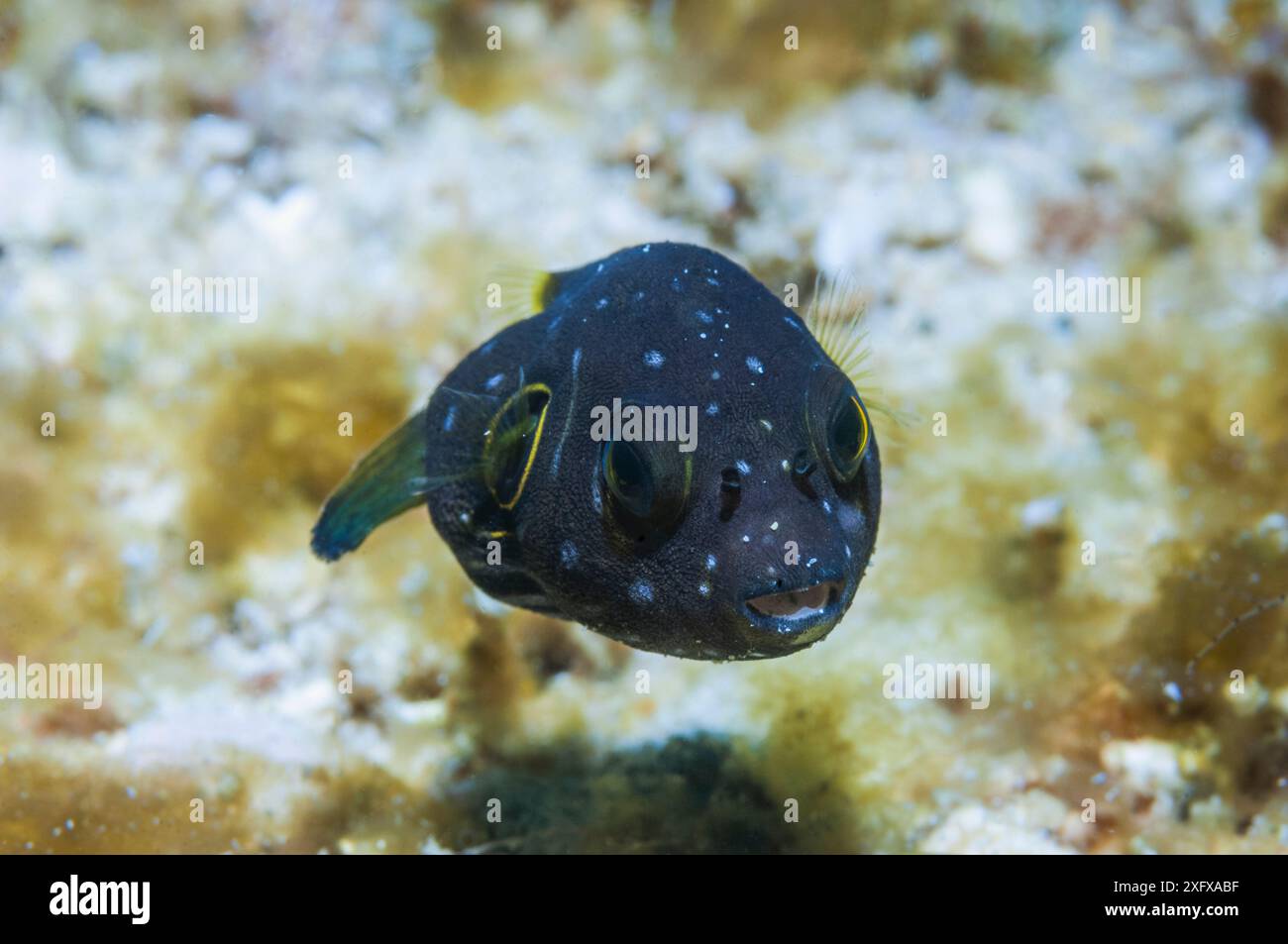 Juvenile of a Whitespotted puffer (Arothron hispidus) Puerto Galera, Philippines. Stock Photo
